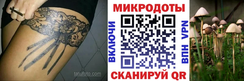 Галлюциногенные грибы Psilocybe  Суоярви 
